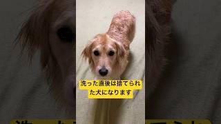 洗われた直後の犬#shorts #ゴールデンレトリバー #シャンプー