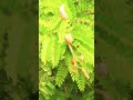 tamarind tree তেঁতুল তেঁতুল গাছ shorts