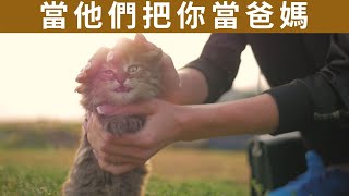 貓會把我們當主人嗎？貓究竟把你當爸媽 還是奴才😽