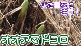 【ゆっくり山菜・野草】オオアマドコロ食べますよ！【釋 樹煌】