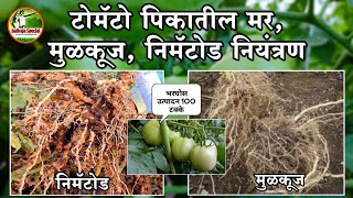 टोमॅटो 🍅 विक्रमी उत्पादनासाठी कसे करावे मर,मुळकूज,निमॅटोड नियंत्रण | success tomato farming