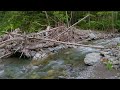 愛される山小屋と南アルプスの宝【渓流釣り】