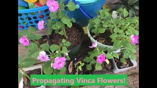 Vinca Flower Propogation - Super Easy!