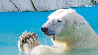 朝ごはんの魚にダイブ！ホッキョクグマ親子~Breakfast time of Polar Bears