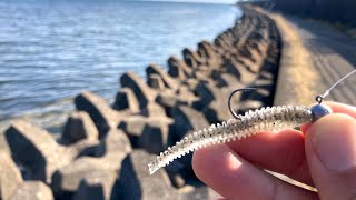 テールが無くなった方が釣れちゃうんですね。琵琶湖北湖でバスを探し回った3日間【バス釣り】