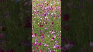 【コスモス畑】#コスモス畑#コスモス#癒される動画#花畑#風景