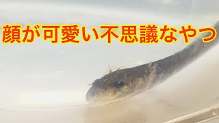 こんな生き物見た事ありますか？　　ヒガシヒダサンショウウオの飼育日記　part 1