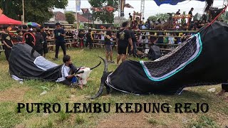 Mberot bareng Bantengan Putro Lembu Kedung Rejo full kalapan