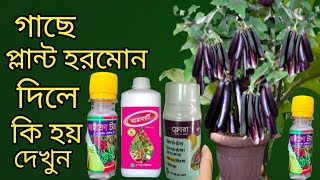 গাছে প্লান্ট হরমোন দিলে কি হয়- Unknown Uses of plant hormones-গাছে প্লান্ট হরমোনের ব্যবহার