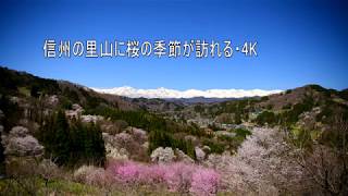 信州の里山に桜の季節が訪れる・4K