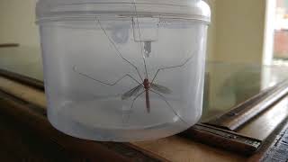 Big mosquito in india