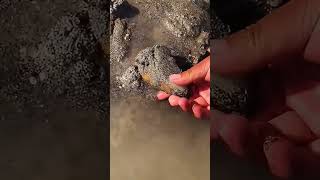 The process of digging jade from river sand