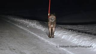 Yellowstone Wolf Encounter