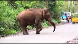 MUNNAR | MATTUPETTY ECO POINT | WILD ELEPHANT PADAYAPPA