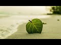 A Southern Island (Tropical beat) - by Roa - (No Copyright Music)