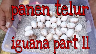 PANEN TELUR IGUANA PART ll