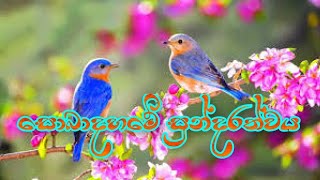 Amazing Natural Bird Sound|සොබාදහමේ සුන්ද‍රත්වය.