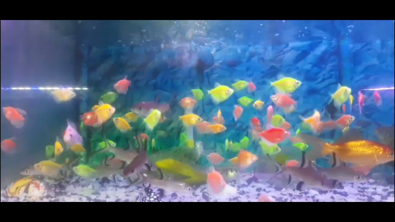 Fish Aquarium Youtube