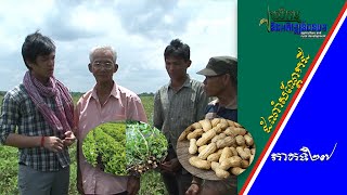 កសិកម្ម និងអភិវឌ្ឍន៍ជនបទ - Agriculture and Rural Development| ដំណាំសណ្តែកដី - Peanut [EPS27] 180711