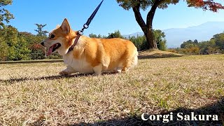 公園の紅葉を眺めながら歩くコーギー / Corgi walking while looking at the autumn leaves in the park