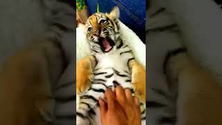 cute tiger #shortvideo#virlshorts #viral #lion #funnyshorts #funnytiger#youtubeshorts #puppy #asli