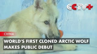 World's First Cloned Arctic Wolf Makes Public Debut in Harbin