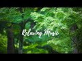 Relaxing Music With Nature Green - Stress Relief - Relaxation, Sleep, Work, Study and Yoga