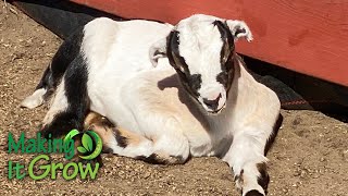 The Goatery at Kiawah River