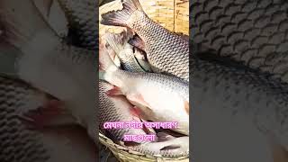 কুলিয়ারচর ফেরিঘাটের মেঘনা নদীর কাতল মাছ। Cuttle fish of the Meghna River at Kuliachar Ferighat.