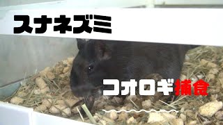 【スナネズミ・ジャービル飼育】生餌にコオロギってどうなの？？⇒野生が呼び覚まされます