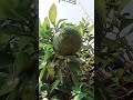 Very sweet and big pomegranate fruit in the tree. Let's watch. @Khyber_time #villagevlog #farming