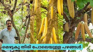 ഈ പഴം കണ്ടാൽ മെഴുകുതിരി പോലെയിരിക്കും|Candle Fruit|Exotic Fruit