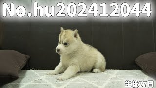 シベリアンハスキーの子犬販売 No.hu202412044 静岡県浜松市のブリーダー 2024年12月4日生 12月31日現在