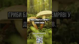 Чи можуть гриби світитися в темряві ?🍄✨ #shorts