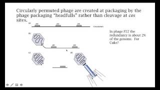 CircularlyPermutedGenomes