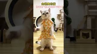 会跳舞的猫--把广场舞大妈比下去了！ #cat #cutecat  #dance #funny #funnyvideo