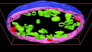 3D model of mitochondria from control plant