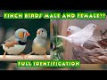 Finch male and female difference