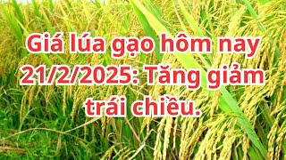 Giá lúa gạo hôm nay 21/2/2025: Tăng giảm trái chiều.