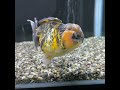 オランダst ライオンヘッド 11cm 金魚 ショートテールオランダ goldfish