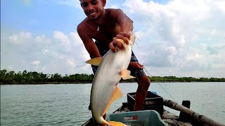 সুন্দরবন । নদীতে পাঙ্গাস (Pangasius) মাছ এসে গেছে... !! Sundarban fishing