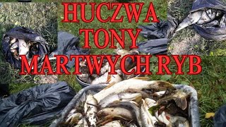 HUCZWA - Tony martwych ryb w rzece 2023 r.