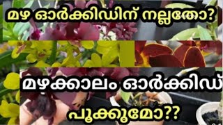 Orchid Care IN RAINY SEASON Part 1 മഴക്കാല ഓർക്കിഡ് പരിചരണം  Dendrobium Complete Care In Malayalam