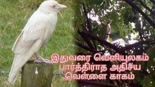 இதுவரை வெளியுலகம் பார்த்திராத அதிசய வெள்ளை காக்கா | Nature World