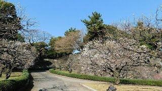 梅が満開の皇居東御苑