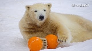 おもちゃを満喫するポロロとマルル~Polar Bears are playing in the snow