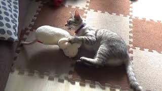 【てぅ】けりぐるみ(抱き枕)  A cat kicks stuffed animal