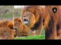 Lion Says Ya Ali | Ya Ali | 13 Rajab Status Whatsapp #yaali #Shorts #Viral #Videos#trending #islamic