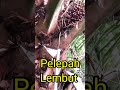 Panen Sawit Pakai Egrek Ketemu Pelepah  lembut seperti ini