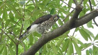 20211026 水萍塭公園鳳頭蒼鷹 – 母鳳頭發動攻擊 (獵殺圓環內小米奇成功)